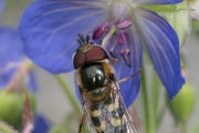 Späte Großstirnschwebfliege