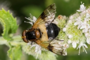 Gemeine Waldschwebfliege