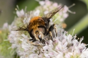 Hummel-Waldschwebfliege