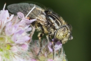 Schwarze Augenfleck-Schwebfliege