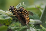 Gemeine Sumpfschwebfliege