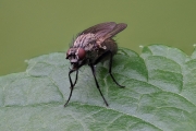 Echte Fliege