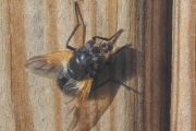 Rinderfliege
