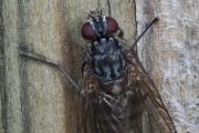Grauschwarze Hausfliege