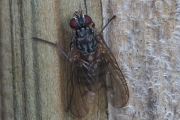 Grauschwarze Hausfliege