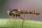 Gewöhnliche Langbauchschwebfliege