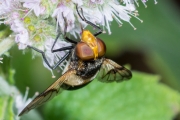 Gemeine-Waldschwebfliege