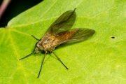 Goldgelbe-Schnepfenfliege
