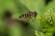 Kleine Schwebfliege
