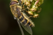 Kleine Schwebfliege
