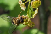 Kleine Schwebfliege