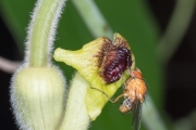 Fruchtfliege