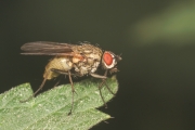 echte-fliege