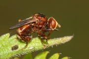 garten_1307-036