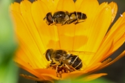 gemeine-keilfleckschwebfliege-2