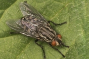 Graue Fleischfliege