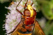 hornissen-schwebfliege