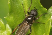 maerzfliege