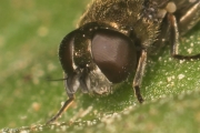 Pelzige Erzschwebfliege