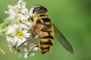 Totenkopfschwebfliege