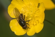 Gelbflügel-Erzschwebfliege