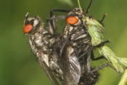 Graue Fleischfliege