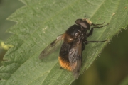 Hummel-Waldschwebfliege