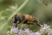 Scheinbienen-Keilfleckschwebfliege