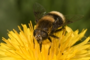 Märzfliege (Bibio marci (Linnaeus, 1758)) Männchen auf Gierschblatt ruhend