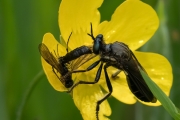 Schwarze Habichtsfliege