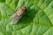 Fleischfliege