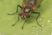 Kleine Stubenfliege