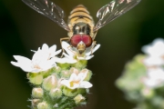 Hain-Schwebfliege