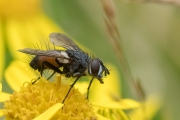 Rotgefleckte Raupenfliege