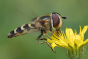 Späte Großstirnschwebfliege