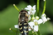 Späte Großstirnschwebfliege
