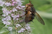 Igelfliege