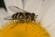 Gestreifte Waldschwebfliege