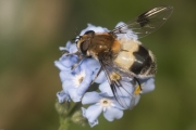 Weißbandschwebfliege