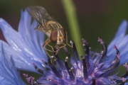 Hain-Schwebfliehe