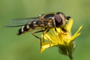 Späte Großstirnschwebfliege