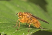 Gelbe Dungfliege