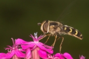 Frühe Grossstirnschwebfliege