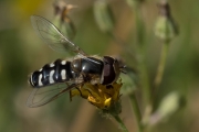 Späte Großstirnschwebfliege