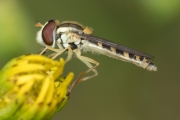Gemeine Langbauchschwebfliege