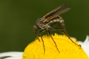Gewürfelte Tanzfliege