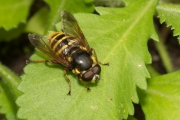 Große Torf-Schwebfliege