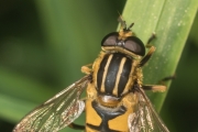 Gemeine Sumpfschwebfliege