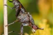 Melierte Schneckenfliege