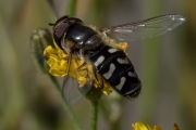 Gemeine Keilfleckschwebfliege